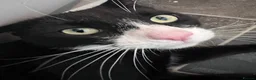 Mixed Breed cats for sale: BatCat  - Advert 3