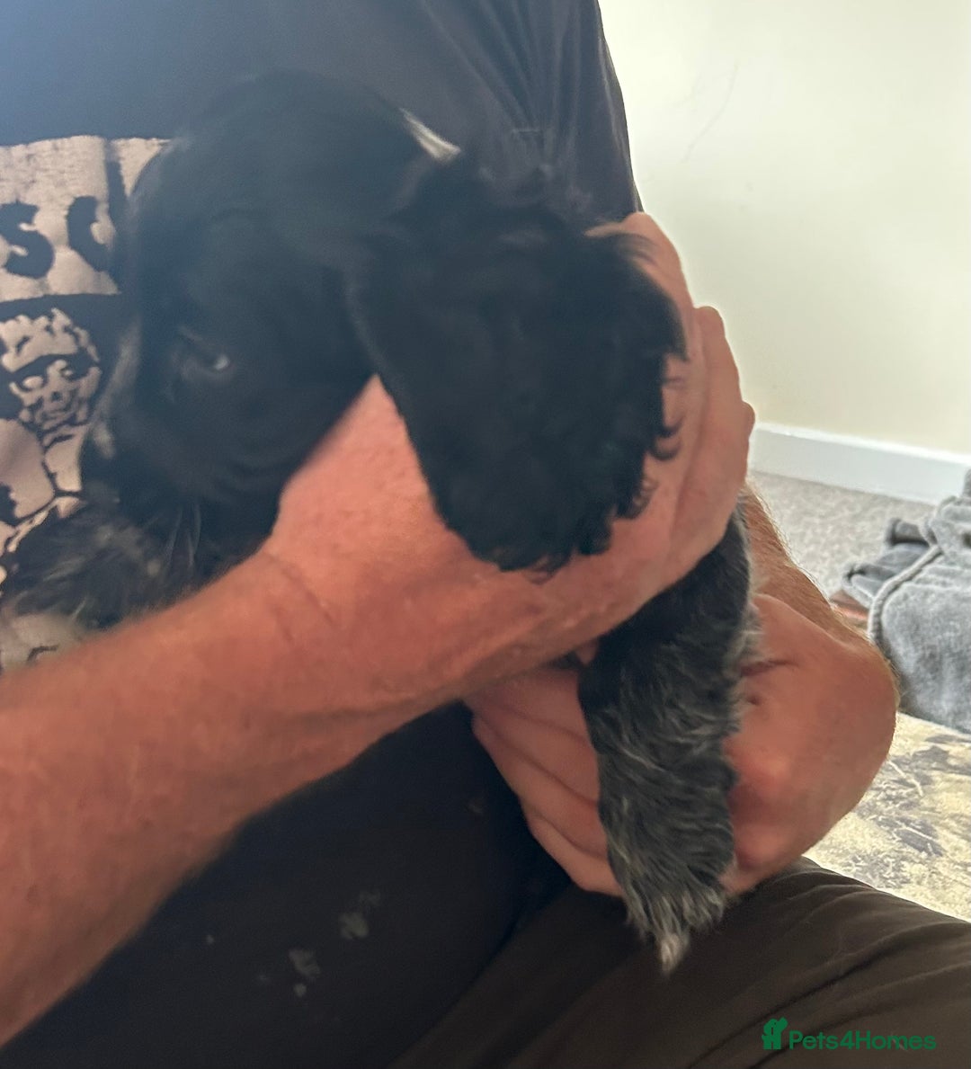 Cocker Spaniel dogs for sale: Blue roan cocker spaniels ready 17th September - Image 15