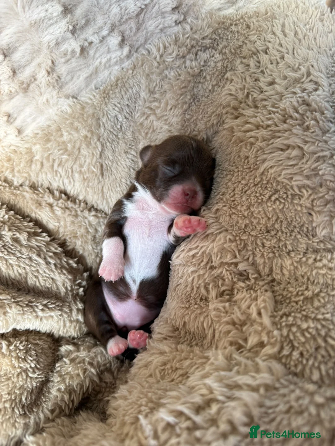Chihuahua dogs for sale: RKC long haired Chihuahua puppy’s  - Advert 2