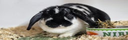 Dwarf Lop rabbits for sale: Flora Vaccinated and Spayed Dwarf Lop - Advert 4