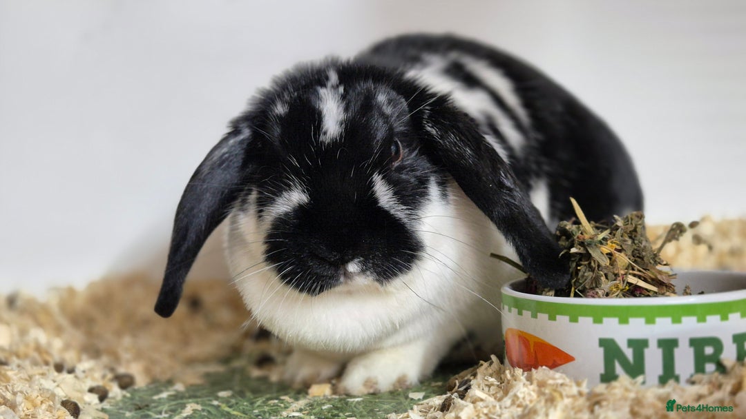 Dwarf Lop rabbits for sale: Flora Vaccinated and Spayed Dwarf Lop - Advert 4