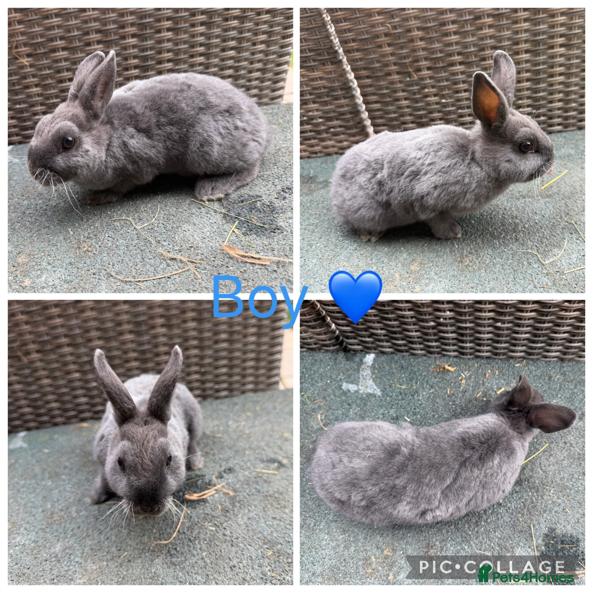 Rex rabbits 2 Stunning brother Mini Rex’s  - Advert 2