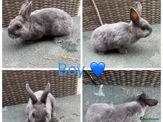 Rex rabbits 2 Stunning brother Mini Rex’s - Advert 2