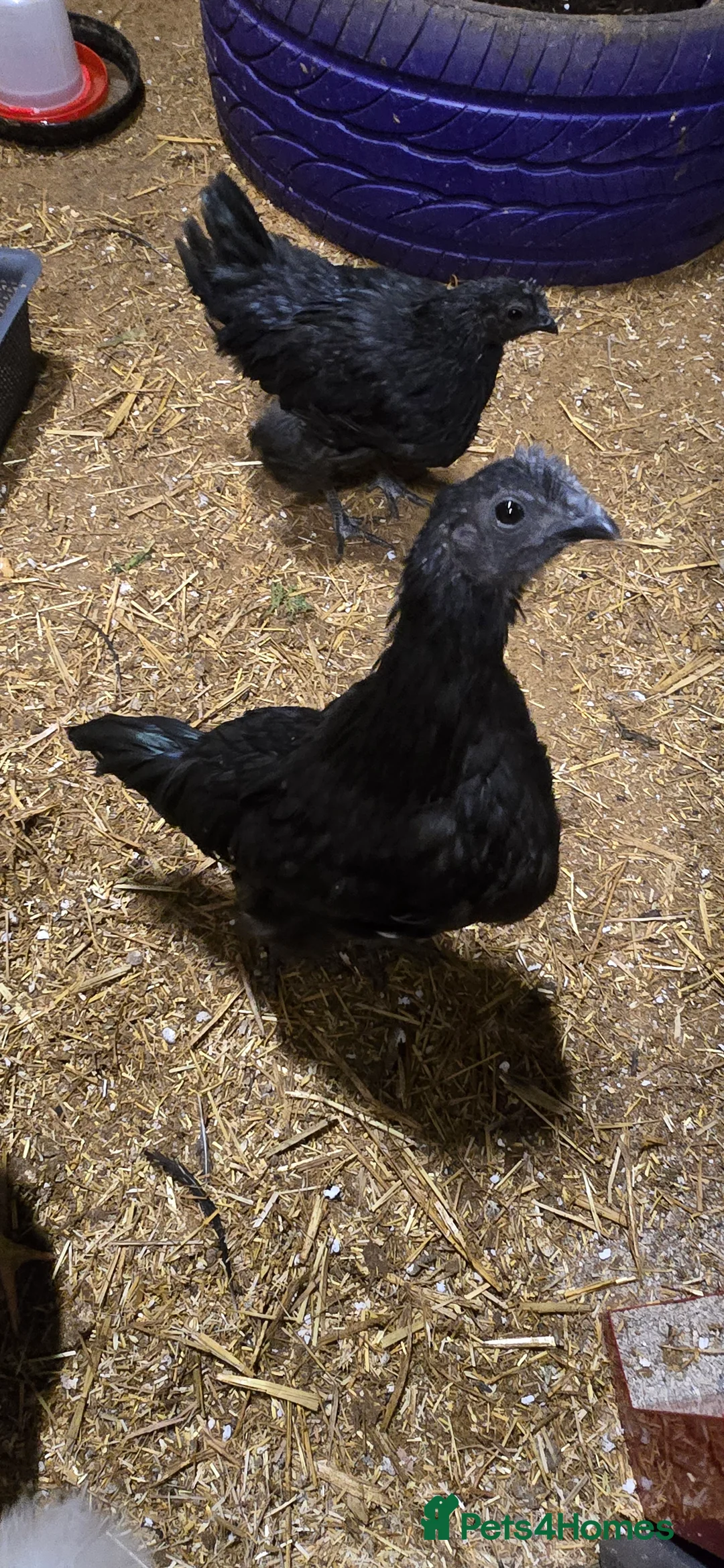 Chickens poultry for sale: Ayam Cemani rooster/Cockerell  in Norwich - Advert 2