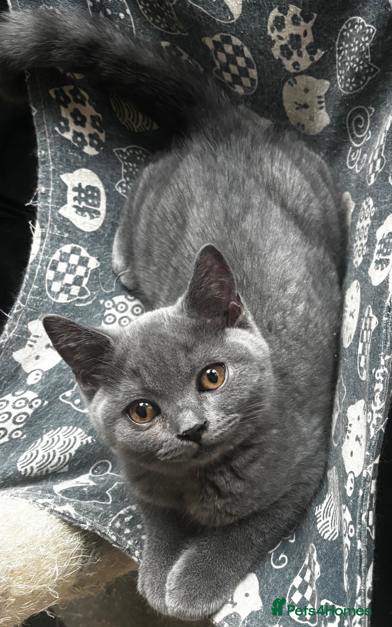 British Shorthair cats GCCF Blue British Short Hair Boy  - Advert 15