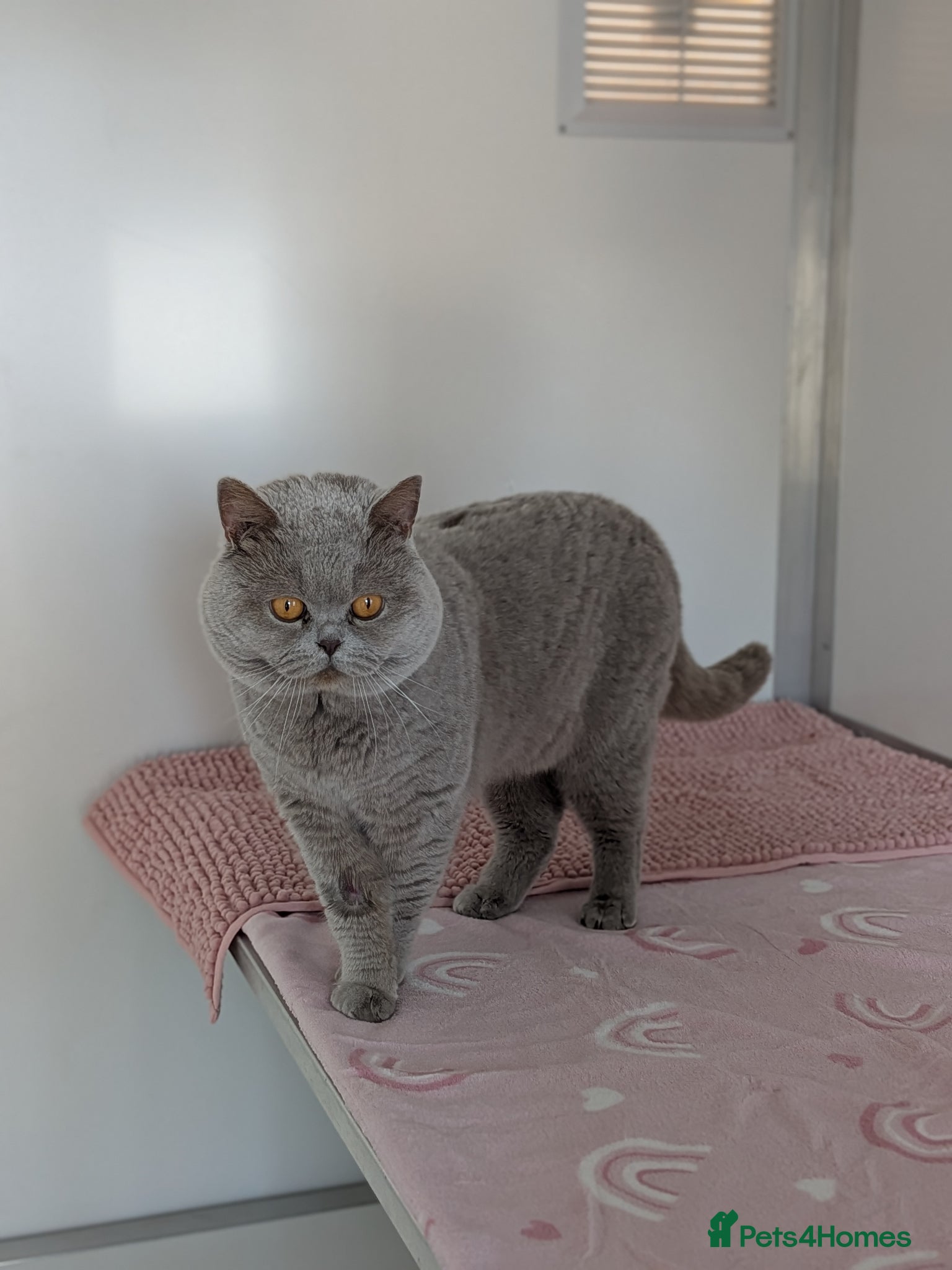 British Shorthair cats Champion 🏆 BSH stud  - Advert 1