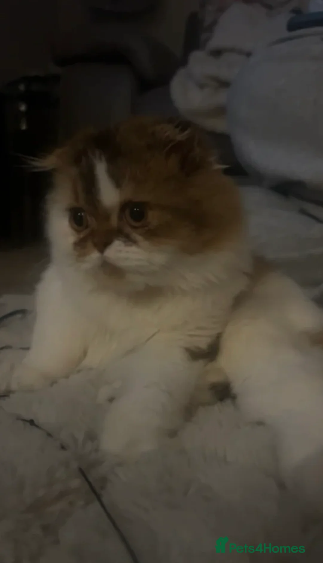 Scottish Fold cats for sale: Beautiful Scottish fold.   - Advert 2