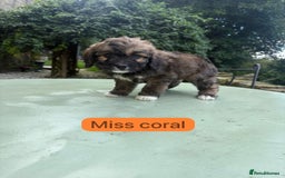 Mixed Breed dogs for sale: Outstanding Mini Saint Bernadoodle Puppies  - Image 12