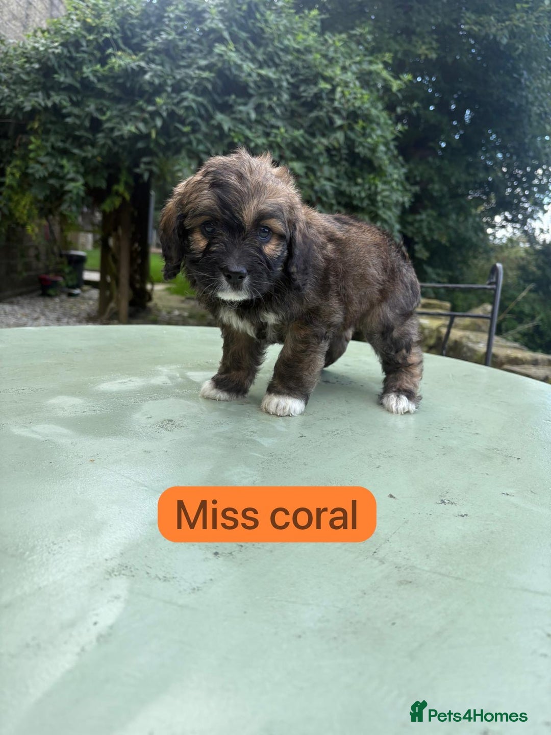 Mixed Breed dogs for sale: Outstanding Mini Saint Bernadoodle Puppies  - Image 12