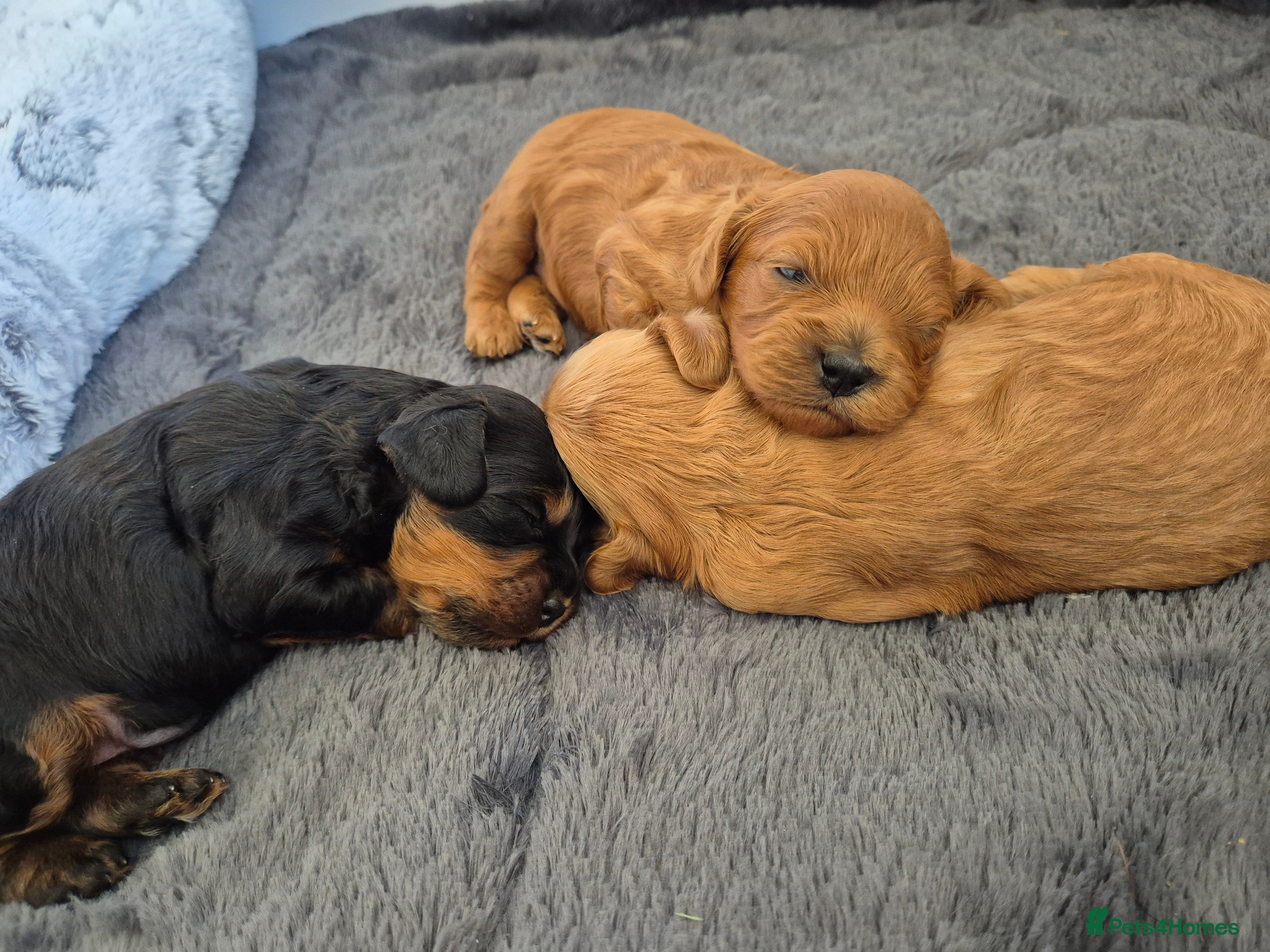 Cavapoo dogs for sale: Cavapoo puppies-deposits taken on all 3 - Advert 5
