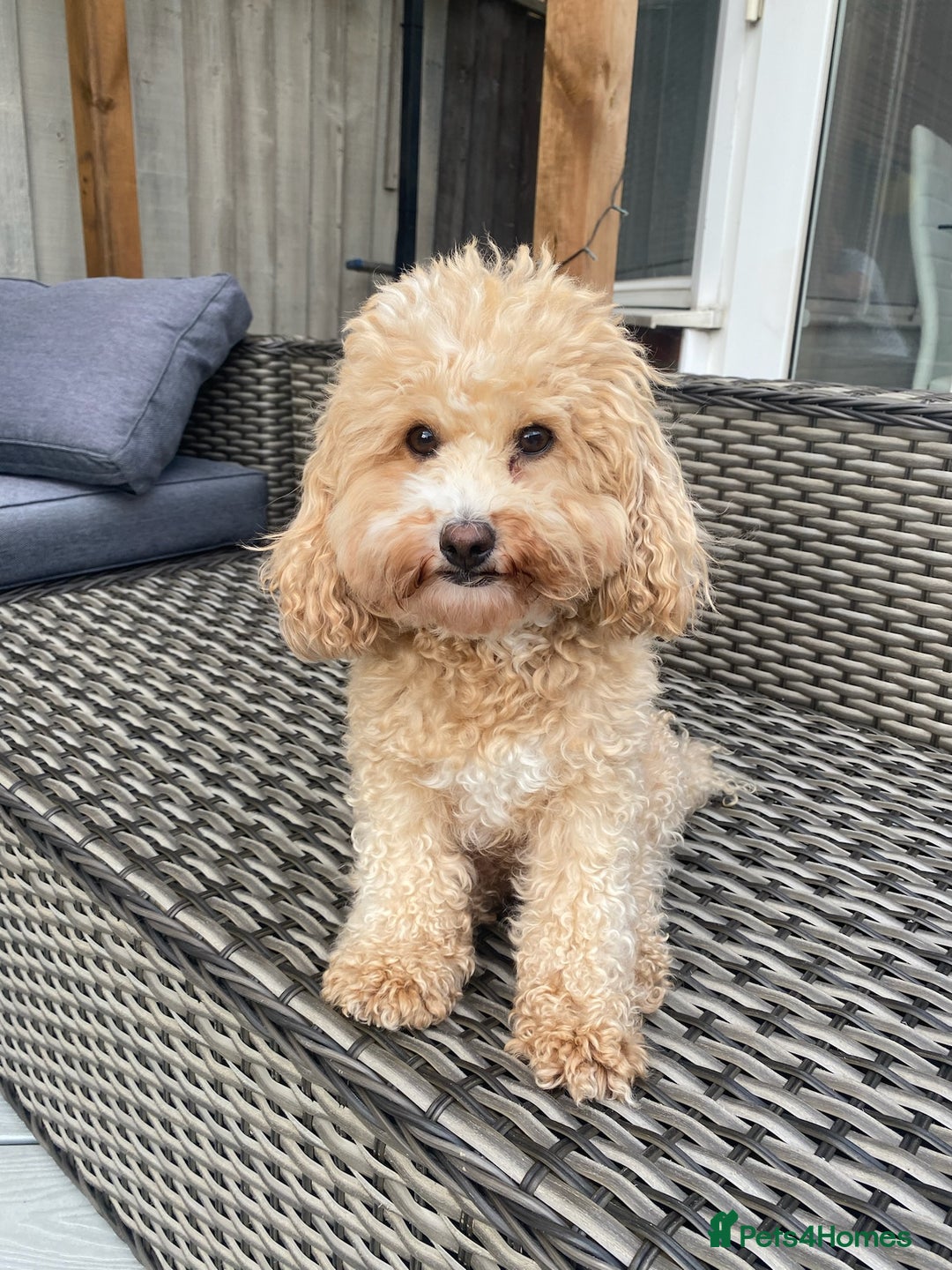 Cavapoochon dogs for sale: 5* Gorgeous F1b Cavapoochons - Image 17