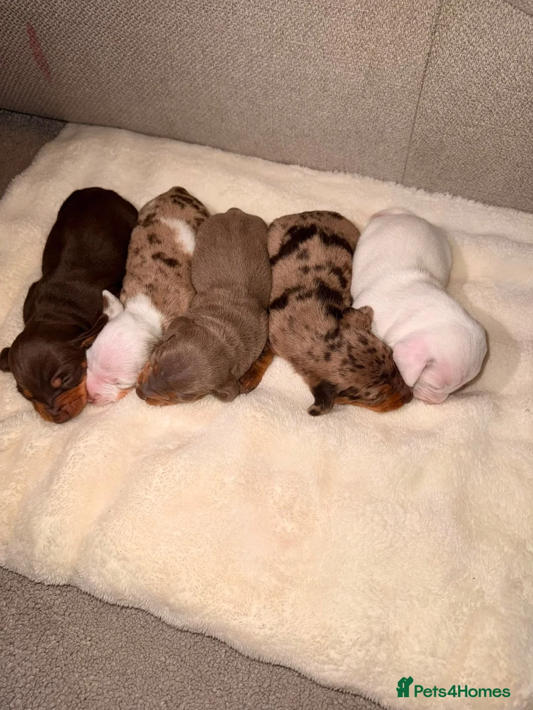 Dachshund dogs for sale: Dachshund Pups 🐶 - Advert 2