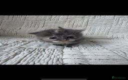 Mixed Breed cats for sale: Beautiful kittens For sale  - Image 2