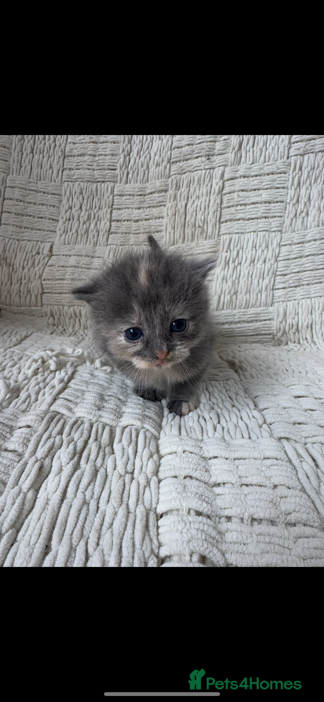 Mixed Breed cats for sale: Beautiful kittens For sale  - Image 2
