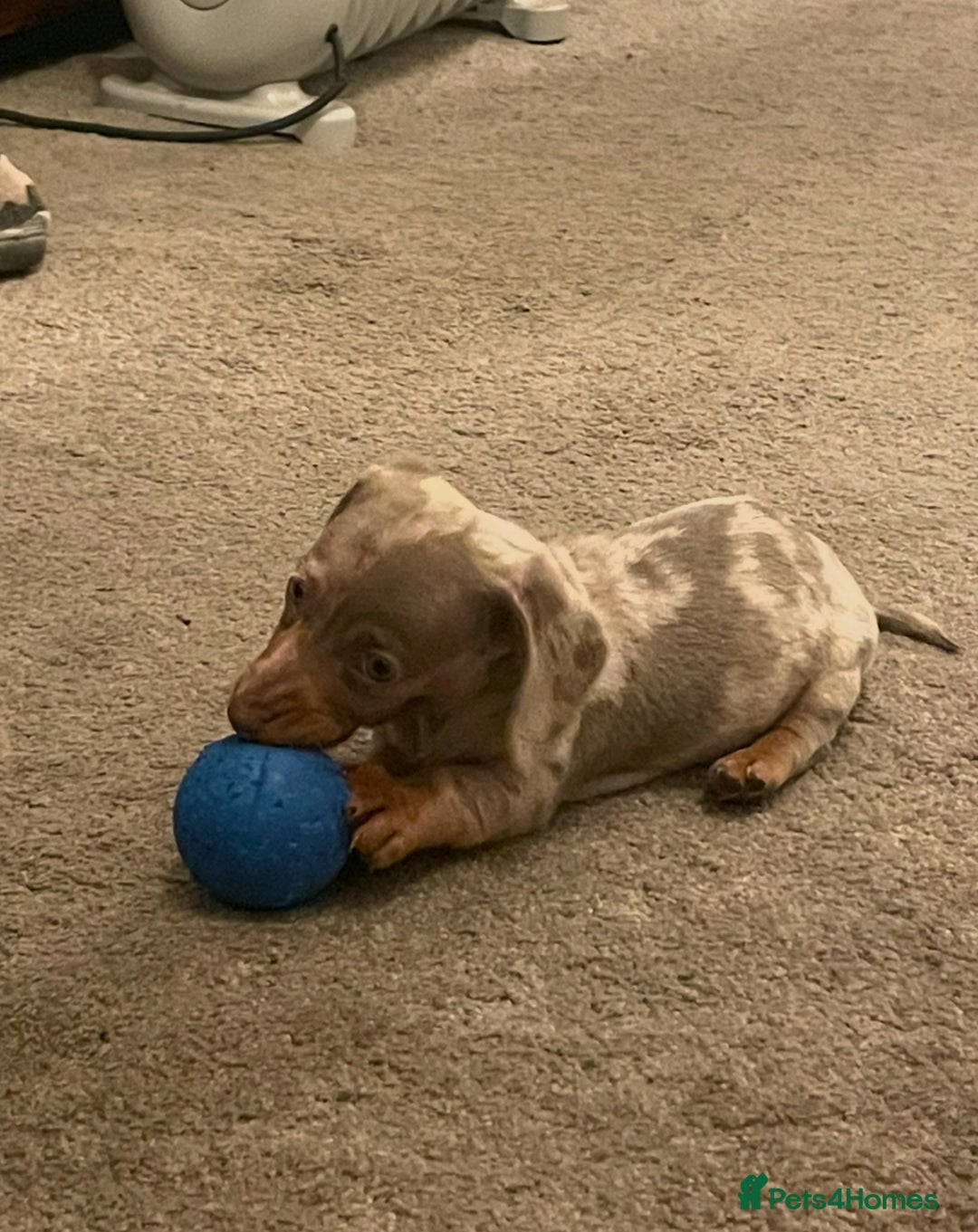 Miniature Dachshund dogs for sale: Miniature boys 2 boys available  - Advert 3