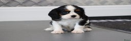 Cavalier King Charles Spaniel dogs for sale: Cavalier King Charles Puppies for sale - Advert 20