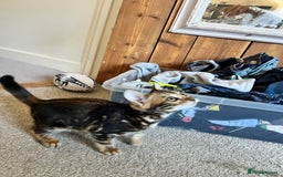 Bengal cats for sale: Beautiful rosette female Bengal kitten  in Okehampton - Image 6