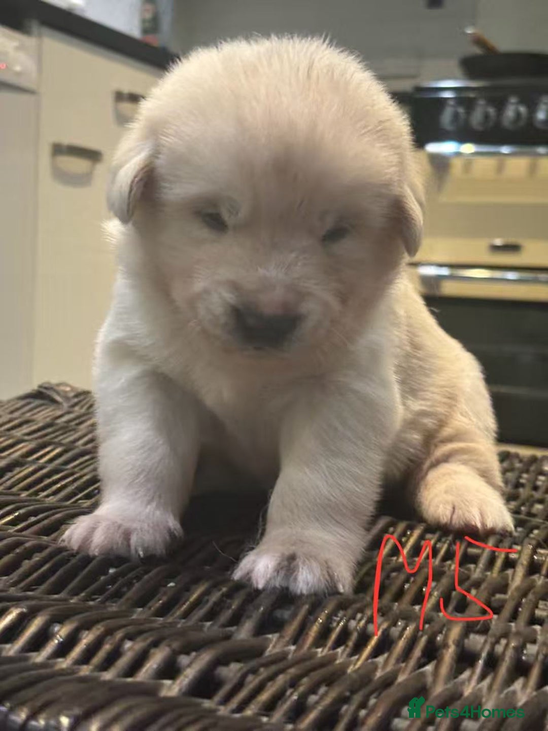 Mixed Breed dogs for sale: puppies for sale - Advert 3