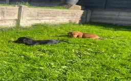 Miniature Dachshund dogs for sale: Miniature Dachshund Boys and Girls - Image 36