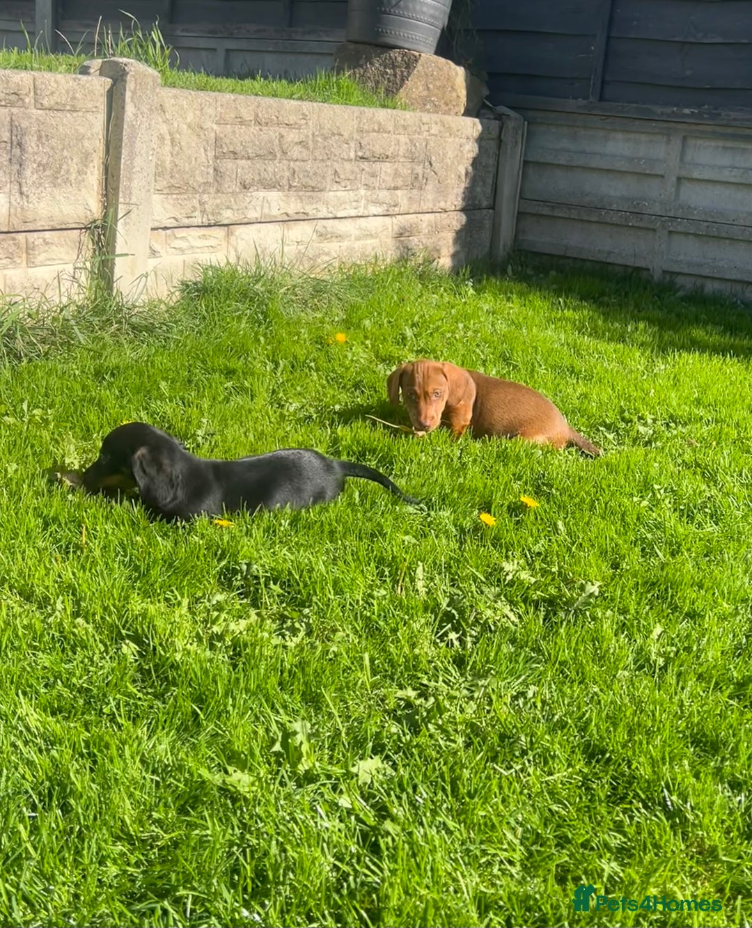 Miniature Dachshund dogs for sale: Miniature Dachshund Boys and Girls - Image 36