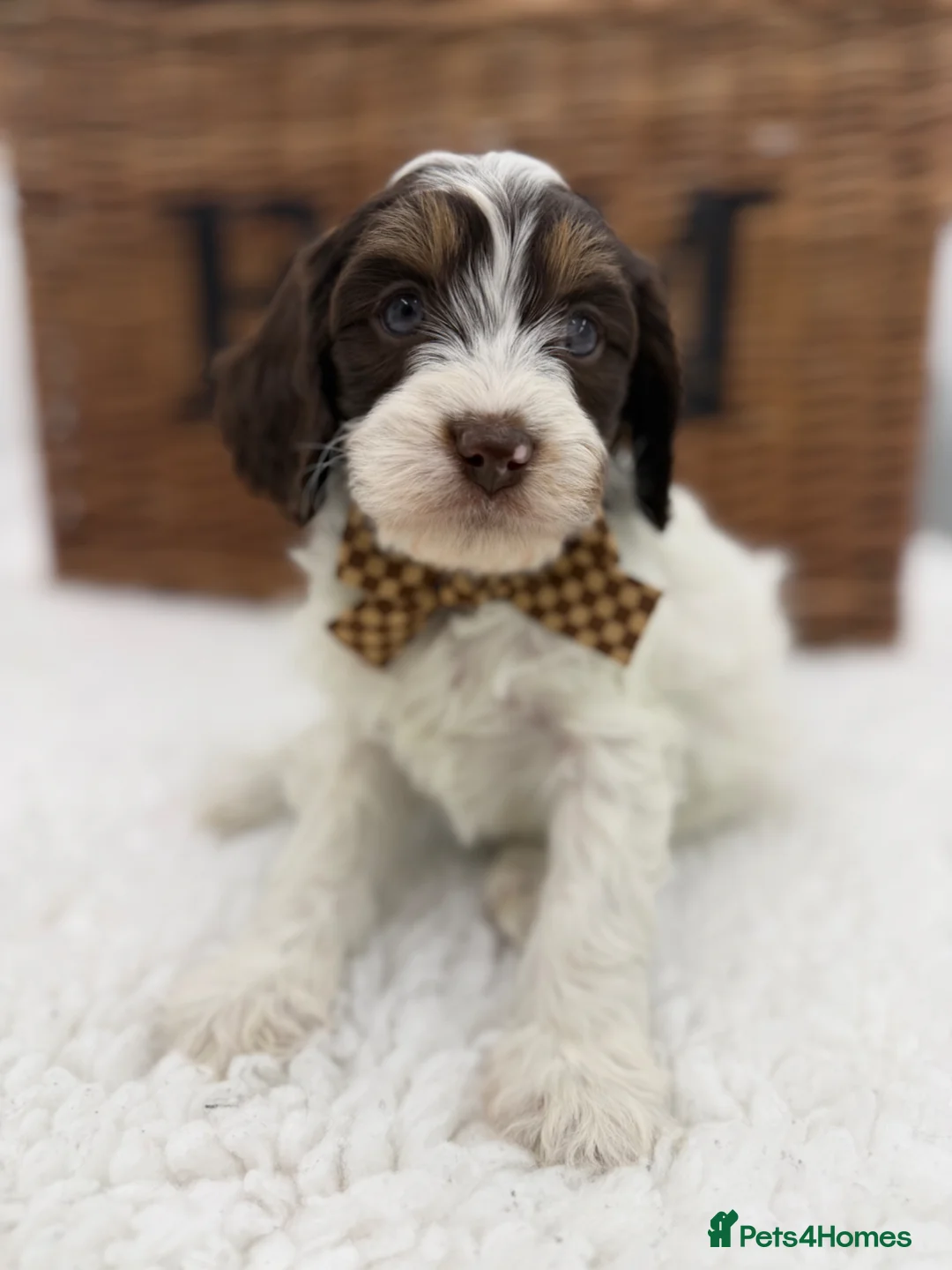 Cavapoo dogs for sale: Exstensively health tested chocolate tri cavapoos  - Advert 10