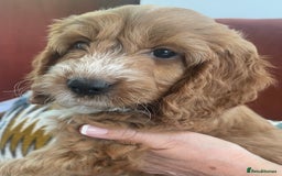 Cockapoo dogs for sale: F1 MINIATURE SHOW-LINE COCKAPOO PUPPIES   - Image 2