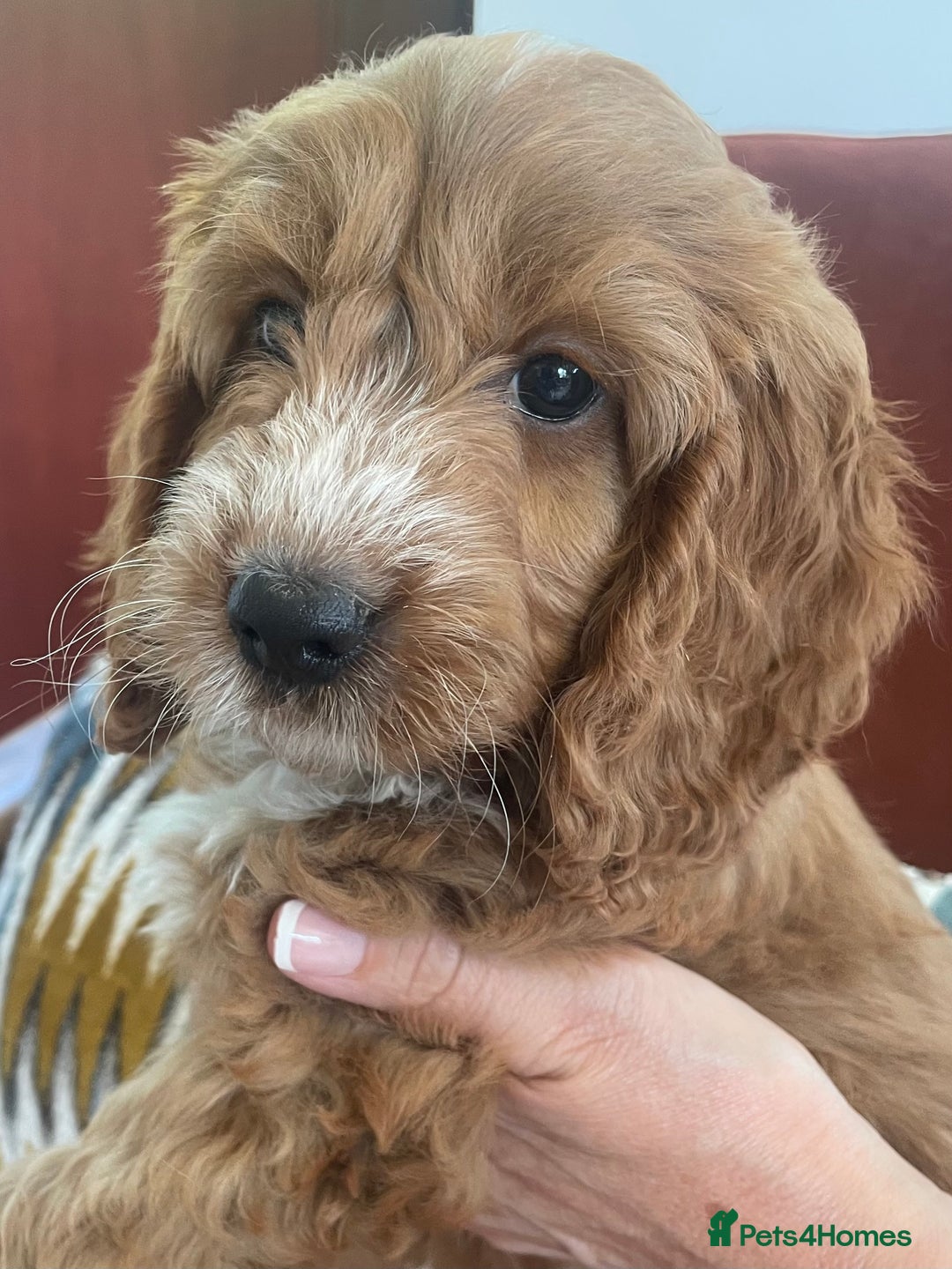 Cockapoo dogs for sale: F1 MINIATURE SHOW-LINE COCKAPOO PUPPIES   - Image 2