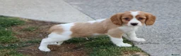 Cockapoo dogs for sale: Beautiful Cockerlierpoo puppies for sale - Advert 37