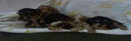 Cocker Spaniel dogs for sale: Show type cocker spaniel puppies  in Henfield - Advert 8