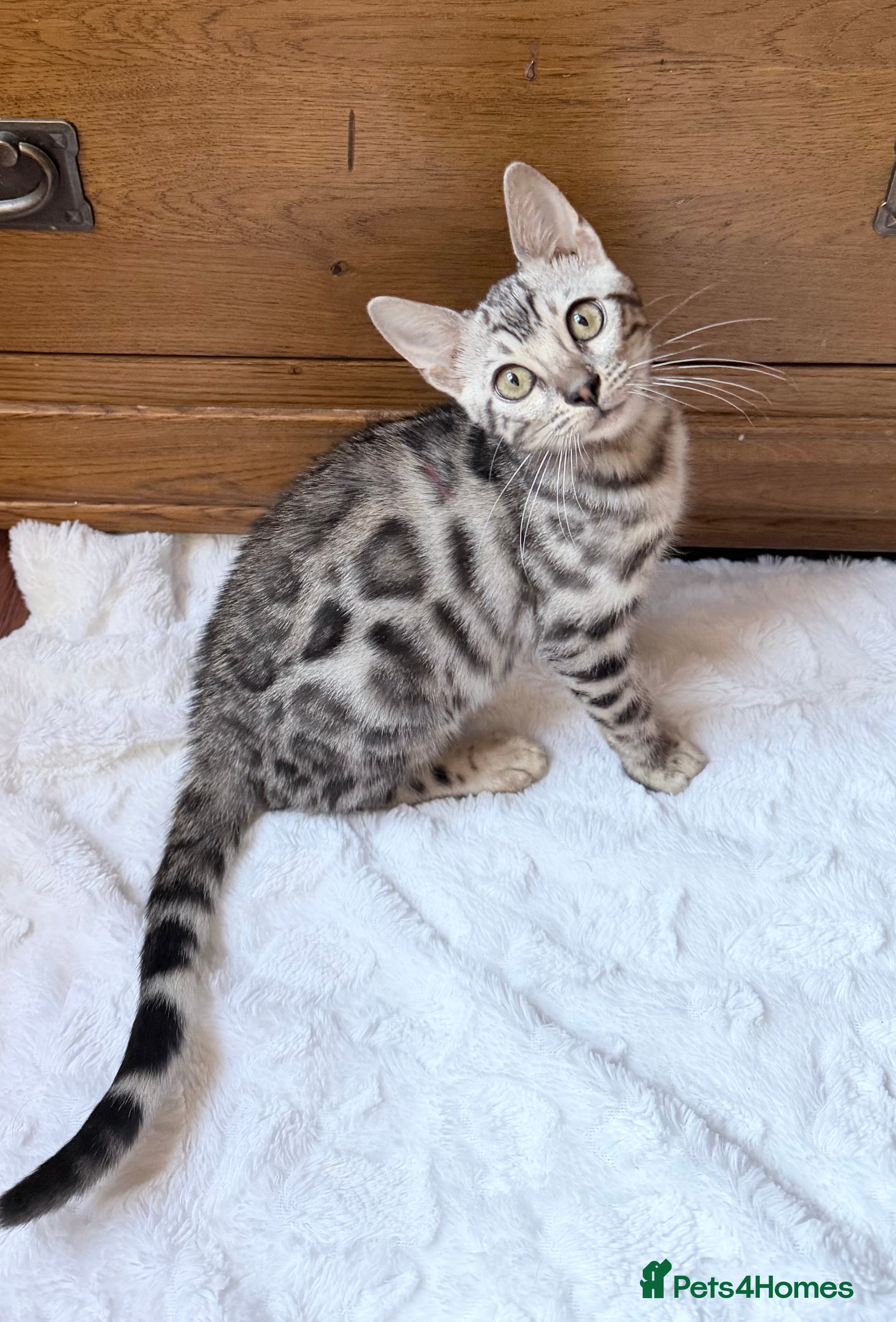 Bengal cats Silver Female💎💎💎LUXURY Bengal Kittens   - Advert 14