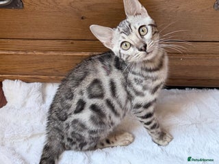 Bengal cats 💎💎💎LUXURY Bengal Kittens Available - Advert 7