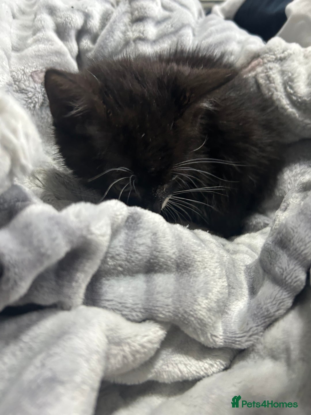 Domestic Shorthair cats for sale: Adorable Kittens! 🐾ready 18th January  - Advert 8