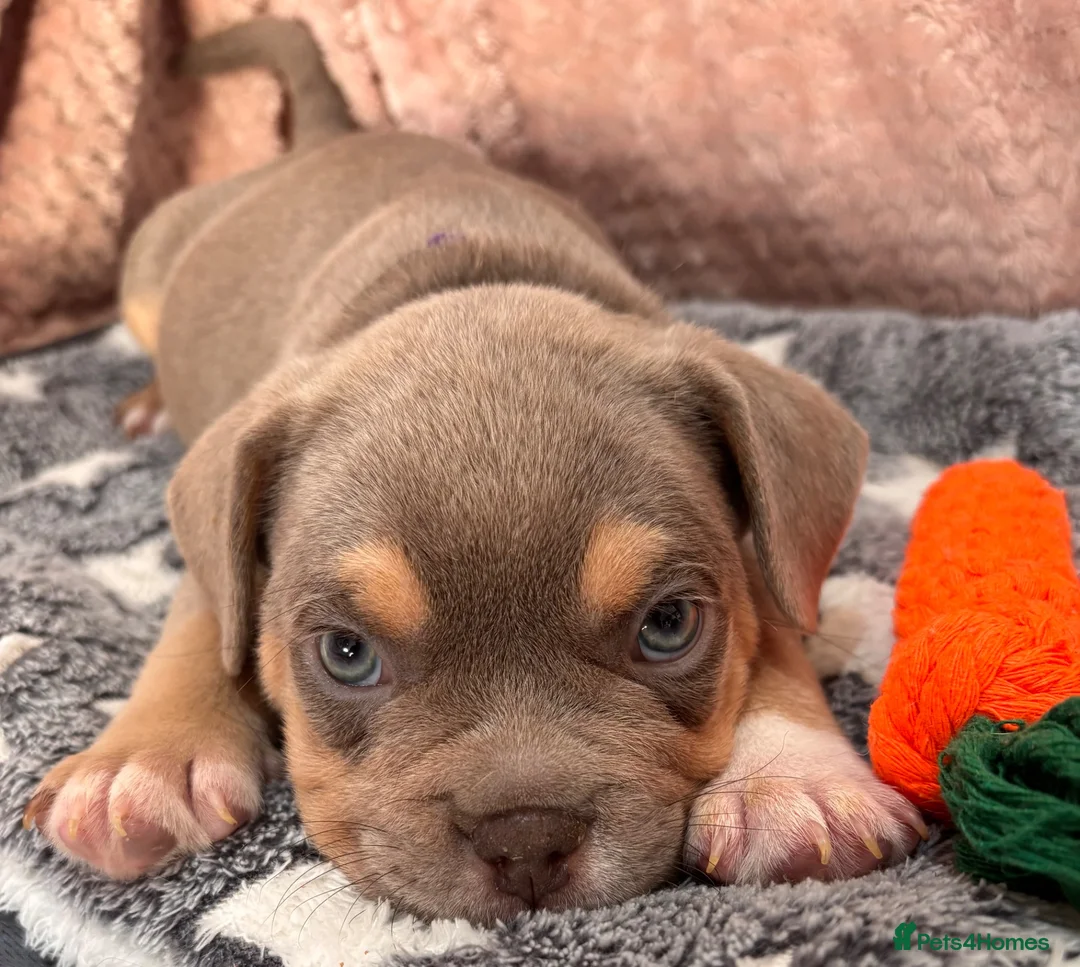 Mixed Breed dogs for sale: French bulldog X Pocket bully in Birmingham - Advert 26