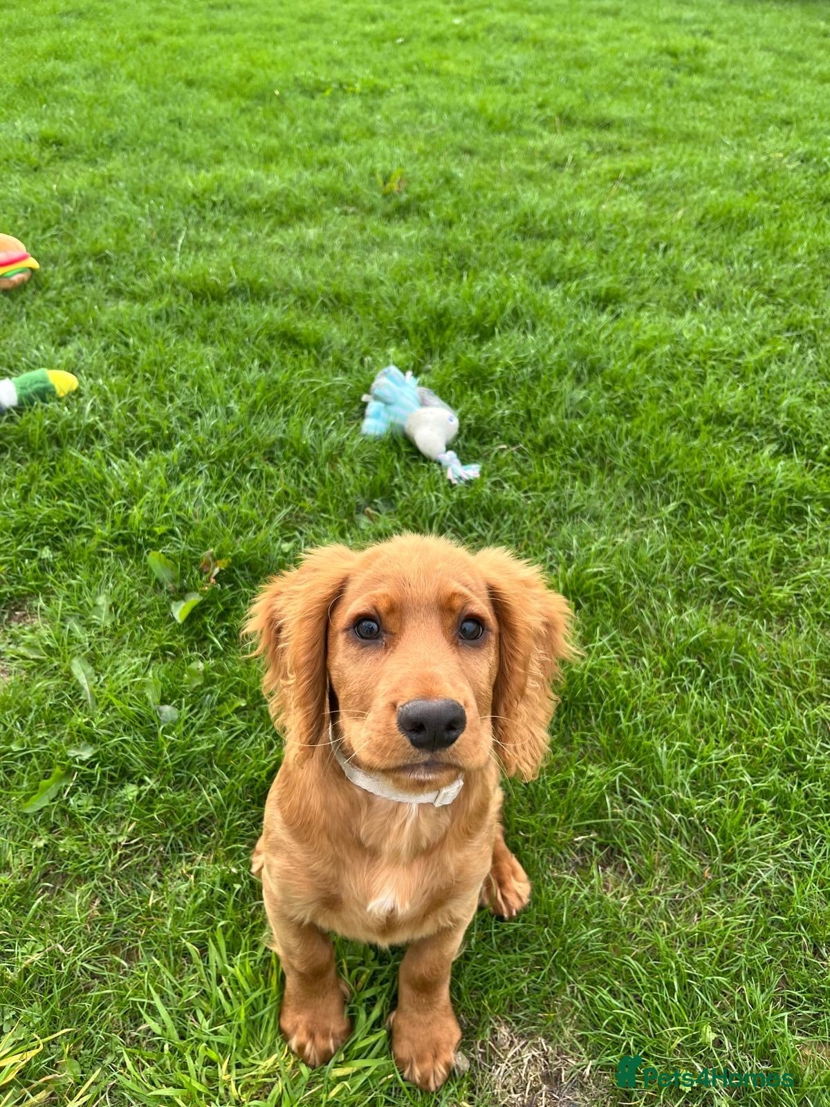 Cocker Spaniel dogs KC REGISTERED WORKING COCKER PUPPY  - Advert 2