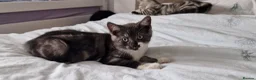 British Shorthair cats for sale: Lovely kittens - Advert 18