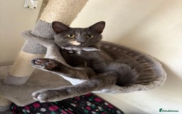 Mixed Breed cats for sale: 1 year old female cat - Image 2