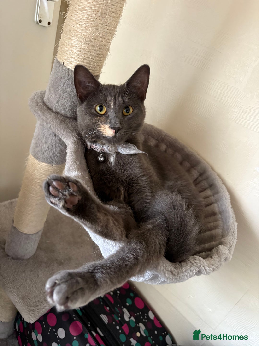 Mixed Breed cats for sale: 1 year old female cat - Image 2