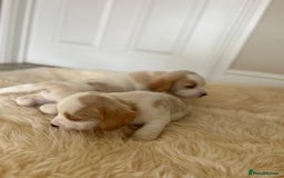 Beagle dogs for sale: Davicard/duffosee beagles - Image 14