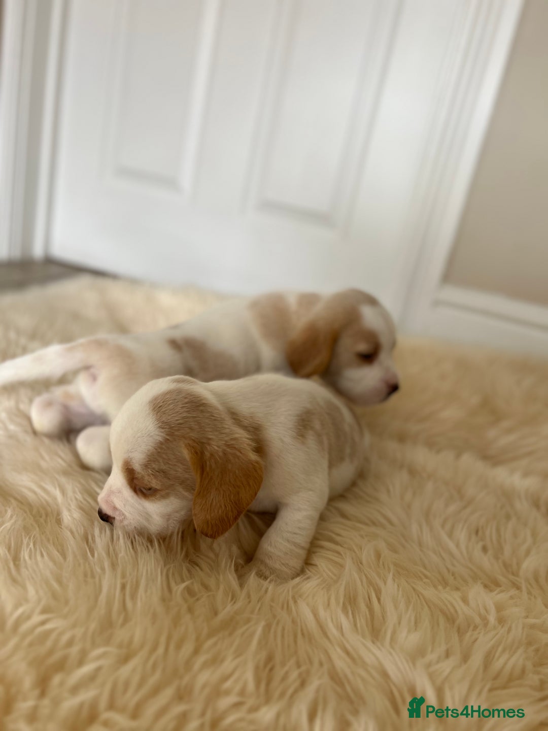 Beagle dogs for sale: Davicard/duffosee beagles - Image 14
