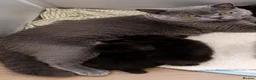 British Shorthair cats for sale: Beautiful Black BSH Kittens £995 GCCF ready 18/9 - Advert 20