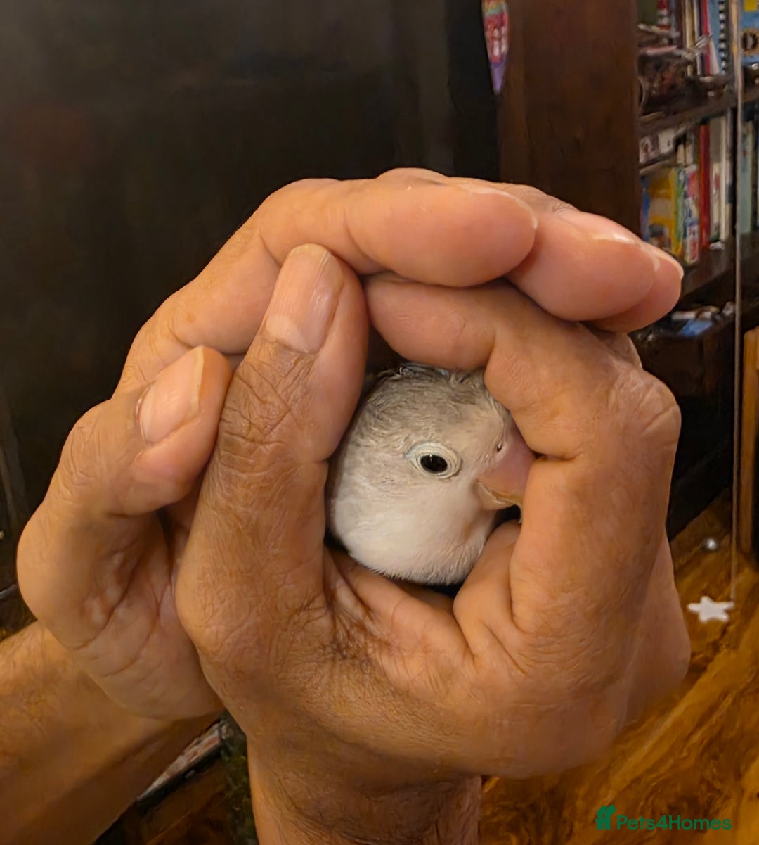 Lovebirds birds for sale: Fischer Love bird to sell  - Advert 15