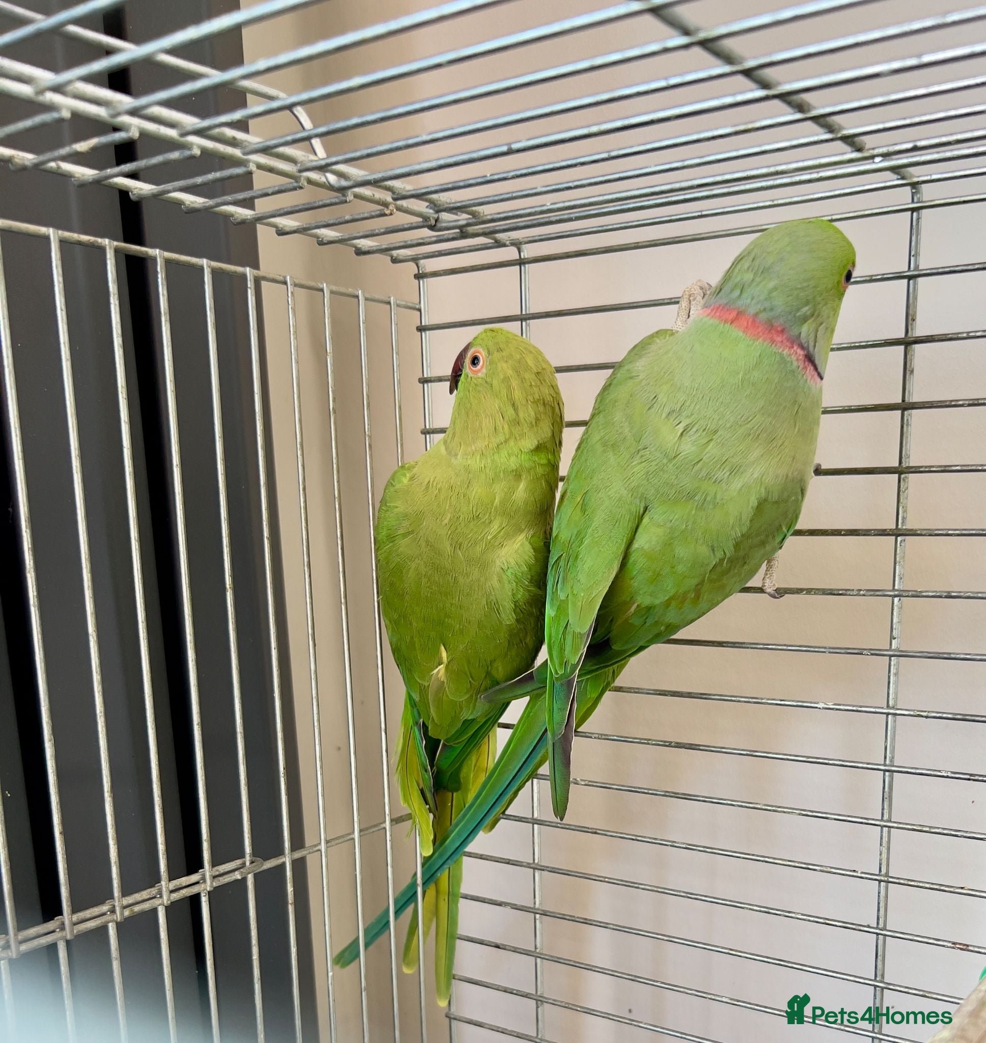 Ringnecks birds proven breeding pair Indian ringneck parakeets - Advert 2
