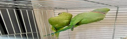 Ringnecks birds for sale: proven breeding pair Indian ringneck parakeets in Nottingham - Advert 1