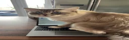 Ragdoll cats for sale: Beautiful Ragdoll Kittens Looking for Loving Home - Advert 2