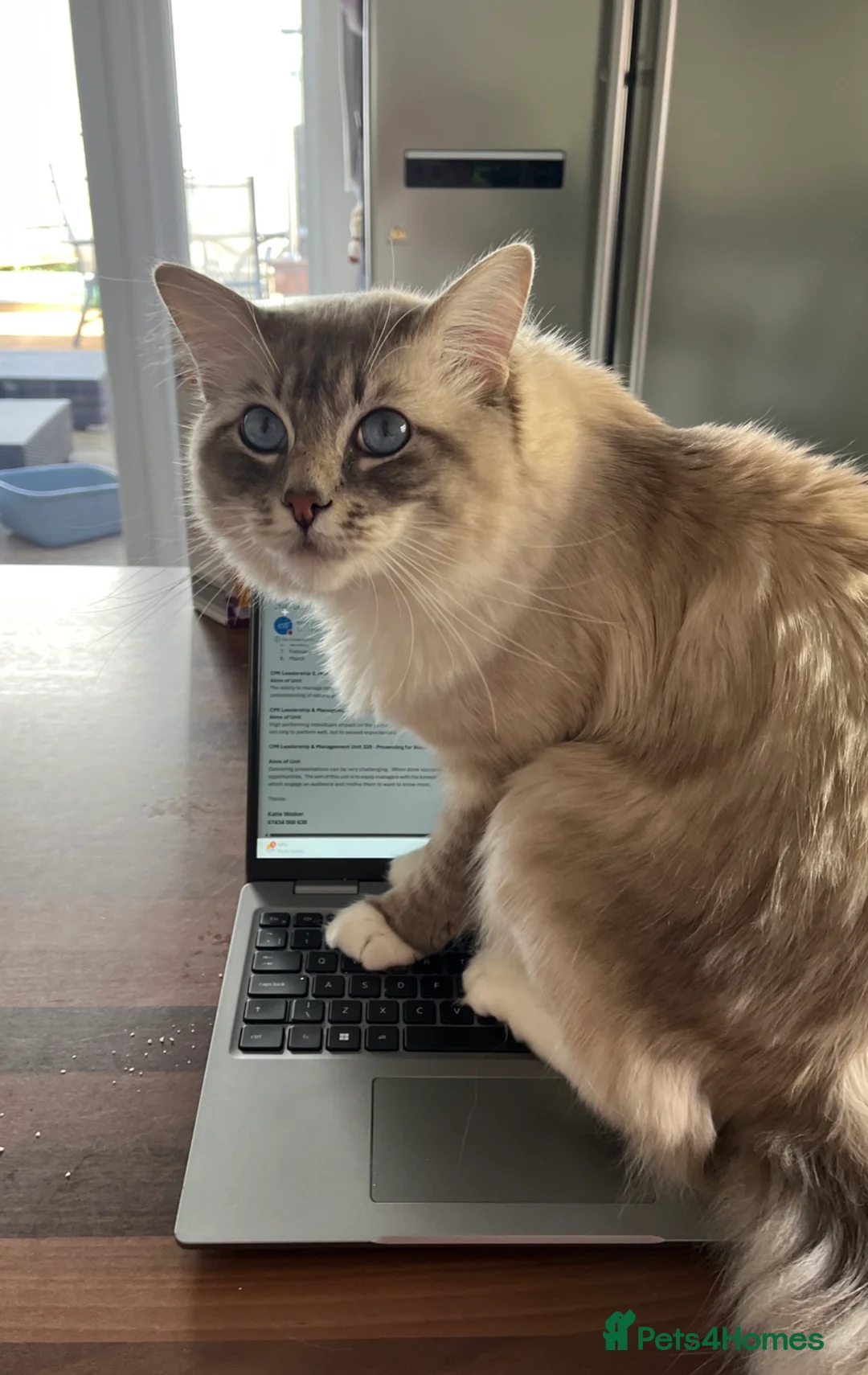 Ragdoll cats for sale: Beautiful Ragdoll Kittens Looking for Loving Home - Advert 2