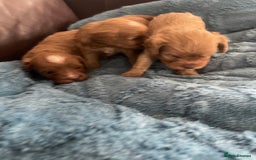 Cavapoo dogs for sale: Cavapoos puppies boys  - Image 9