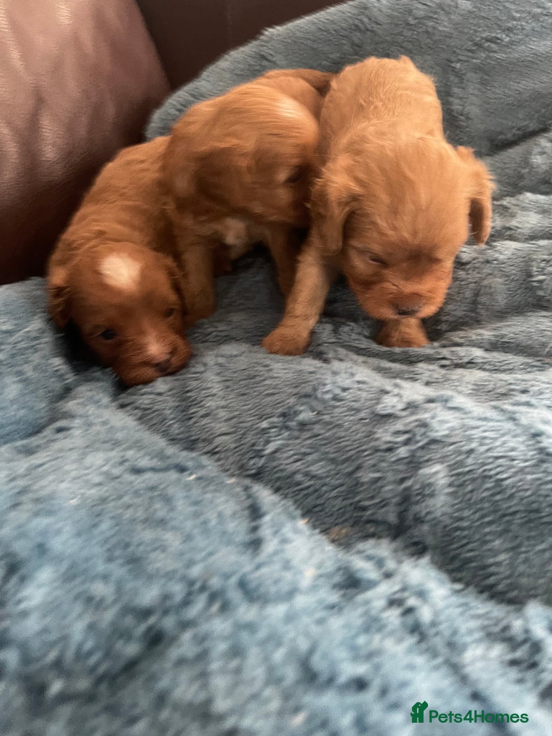 Cavapoo dogs for sale: Cavapoos puppies boys  - Image 9