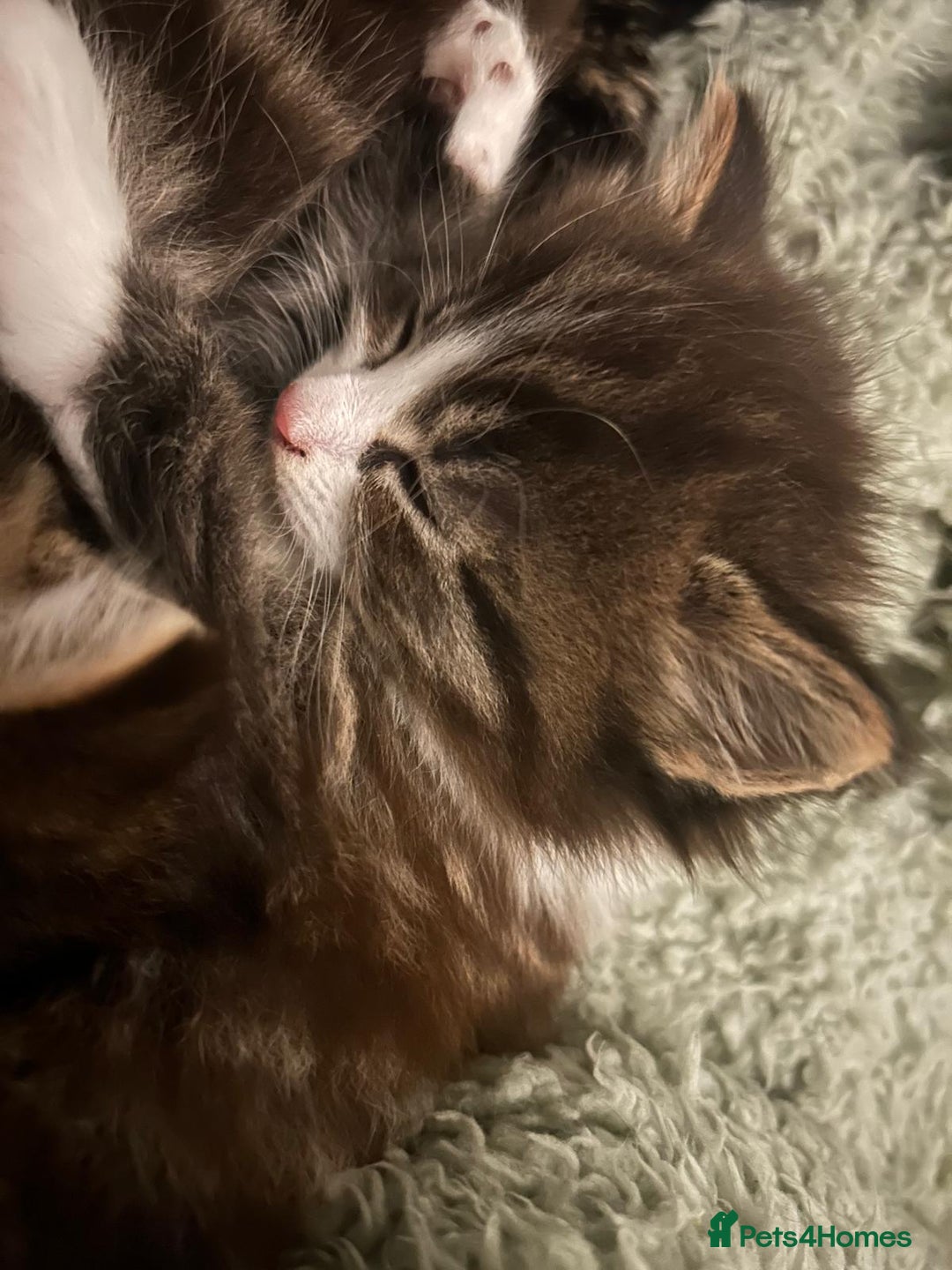Mixed Breed cats for sale: Adorable Kittens - Socialised with Kids & Dogs - Advert 6