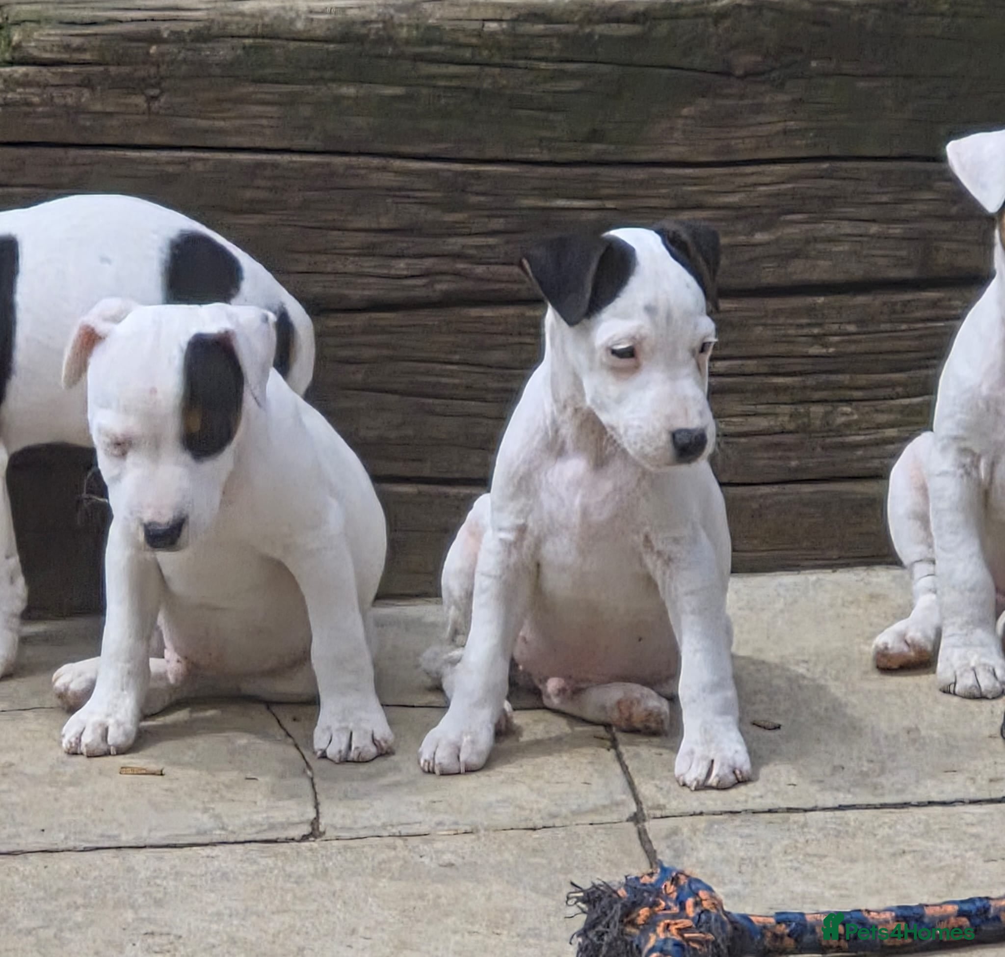 Parson Russell dogs Parson type jack Russell pups - Advert 2