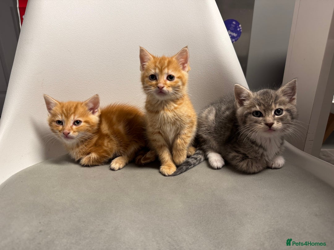 Mixed Breed cats for sale: 2 male kittens 1 female  - Image 4